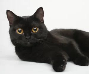 Un bel gatto nero dagli occhi gialli o verdi - Un bel gatto nero dagli occhi gialli e verdi - Bombay Americano