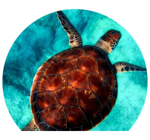 Tartarughe - Prodotti Animali - Prodotti per animali domestici - The Animal Shop Category